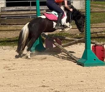 Mare No Origin Recorded Part-Livery 2022 Coloured