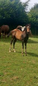 Poulain