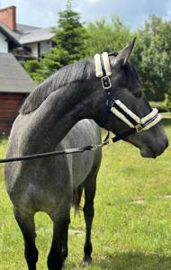 Young mare with elite racing pedigree for sale
