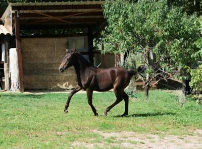 Pouliche selle francais - avenir pour le dressage
