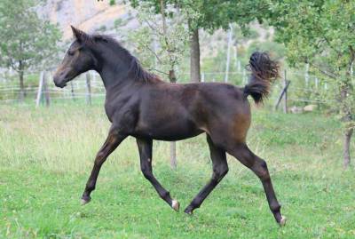 Pouliche selle francais - avenir pour le dressage