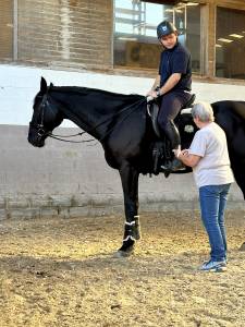 Hongre bwp dressage/loisir 12 ans