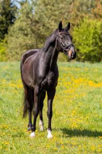 Oldenburg, 6 yo dressage