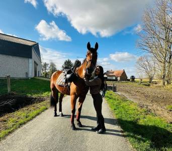 Belle trotteuse de 13 ans – jument avec bon mental et b