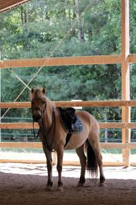 Gelding Fjord Part-Livery 2008 Buckskin