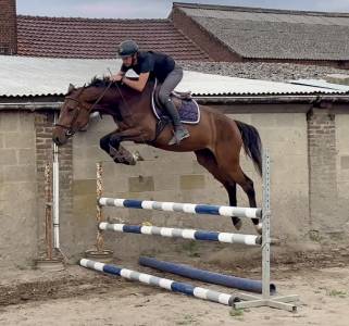 Merrie KWPN Nederlands sportpaard Te koop 2021 Donker bruin / bai