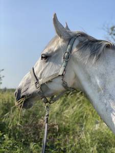 Caballo castrado caballo de silla en venta 2015 tordo
