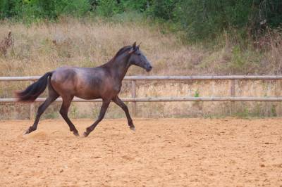 Puledro pre andaluso in vendita 2024 grigio ,  uno des hounts
