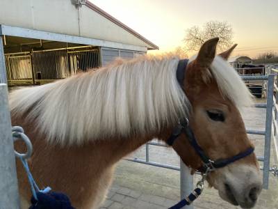 Veulen (vr) Haflinger Te koop 2024 Vos