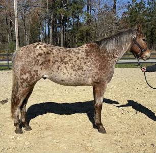 Ruin Appaloosa Te koop 2016 Bruin / Bai