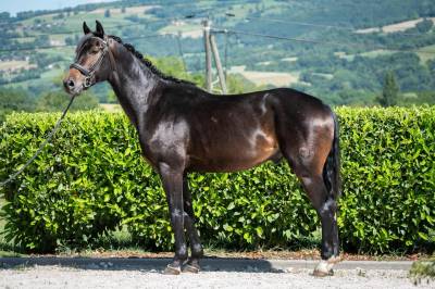 Castrone cavallo da sport germano in vendita 2021 baio scuro ,  for dance