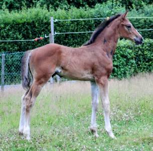 Puledro sbs cavallo da sport belgio in vendita 2025 baio scuro , comilfo plus z