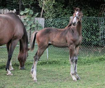 Magnifique poulain par comilfo plus z