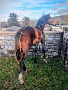 Magnifique poulain par comilfo plus z