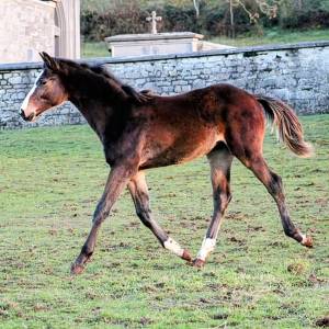 Magnifique poulain par comilfo plus z