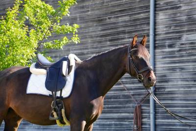 Ruin KWPN Nederlands sportpaard Te koop 2018 Bruin / Bai