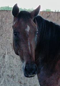 Gelding selle français for sale 2022 bay