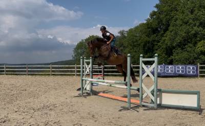 Cavalla sbs cavallo da sport belgio in vendita 2022 baio scuro ,  d’umbra de la hart z