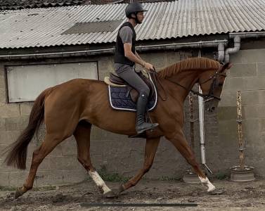 Magnifique jument hanovrienne 14 ans 1m68