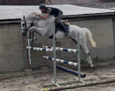 Très jolie jument hanovrienne 14 ans 1m68