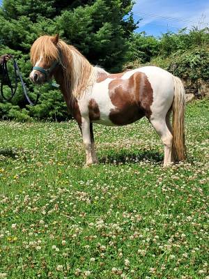 Ponette shetland 2ans pp