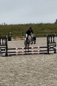 Merrie Andere pony rassen Te koop 2019 Schimmel
