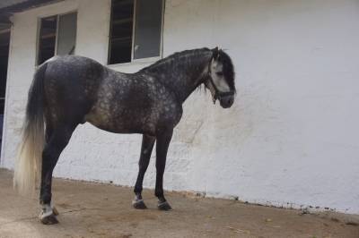 Colt pre pure spanish bred for sale 2020 grey