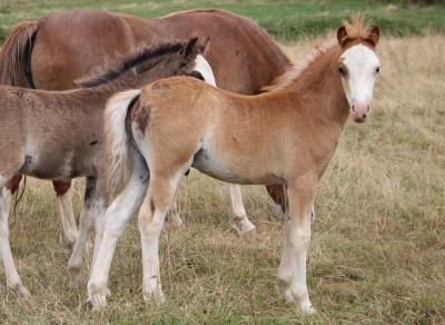Veulen (ml) welsh pony (section a) te koop 2025 koffie vos ,  iz perfect du krystal