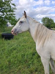 Pouliche appaloosa fondation