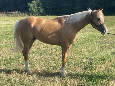 Cavallo palomino 
