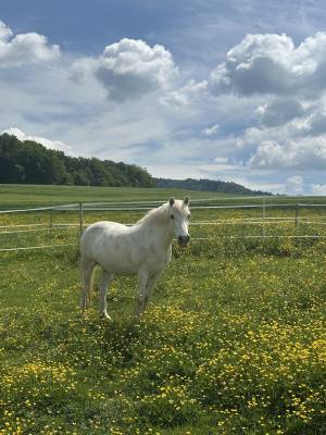 Cheval camargue 