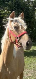 Poulains pure race espagnole 16 mois