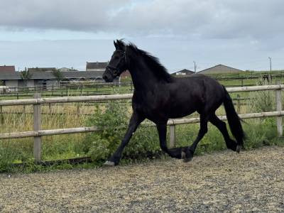 Frison plein papiers 3 ans