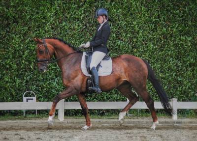 Brave 13 jarige merrie