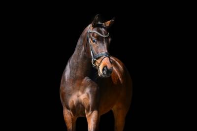 Brave 3 jarige merrie