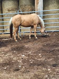 Quarter horse gelding