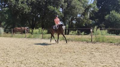 Castrone Purosangue In vendita 2014 Baio scuro