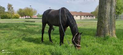 Caballo castrado pura sangre en venta 2014 bayo moreno