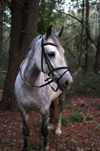 Vendo cavalla irlandese