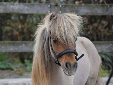 Magnifique cheval miniature de 2,5 ans