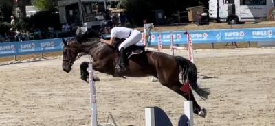 Ruin selle français te koop 2016 donker bruin / bai ,  quatro de riverland