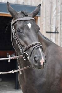 Jument oldenbourg dressage 3 ans 