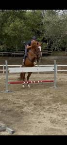Castrone per salto ostacoli