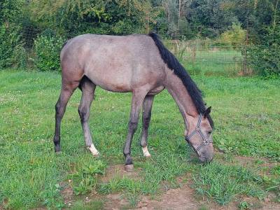 Poulain z par edo de will