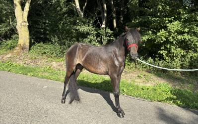 Ponette 1,5 an 