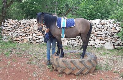 Gelding Caspian For sale 2023 Grey