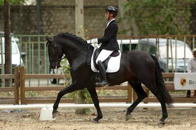 JANGO NP - PRE Pure Spanish Bred 2019 by INTIMO SALVATELLA