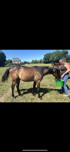 Lanzani hp cavallo trottatore italiano