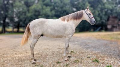 Entire PRE Pure Spanish Bred For sale 2023 Grey