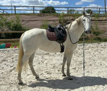 Yegua PRE Pura Raza Española En venta 2014 Tordo por Reganon LP